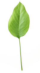 Long green leaf Isolated on white background