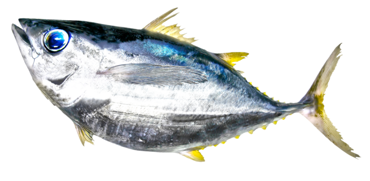 大きな瞳がかわいいポッチャリオデブ風にレタッチ加工したクロマグロの切り抜き白背景画像