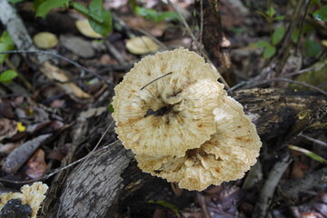 Pycnoporus sanguineus is a white rot saprobic fungus. It was discovered on Guana Island (part of...
