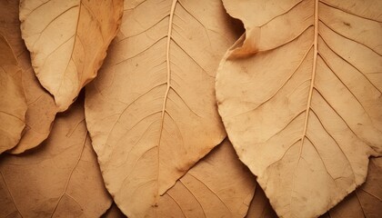 Dry leaf texture background