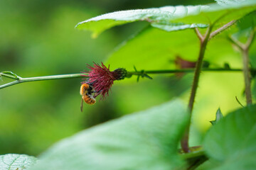 A Honey Bee Collecting Pollen from Flower