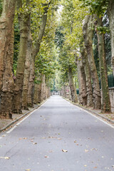 Road with plane trees in Beykoz, Istanbul, Turkiye