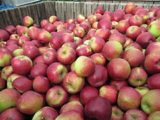 pomme jonagold