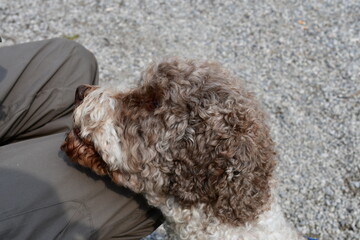 Ein Lagotto Romagnolo Hund bettelt nach einer Belohnung 