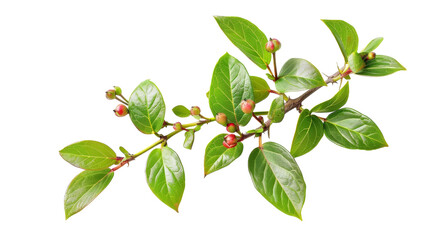 Wintergreen on Transparent Background PNG - obrazy, fototapety, plakaty