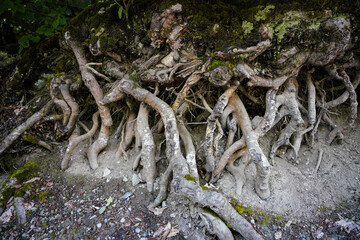 Tree Roots in a Forest