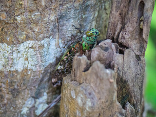 Grillon vert dans l'écorce d'un arbre