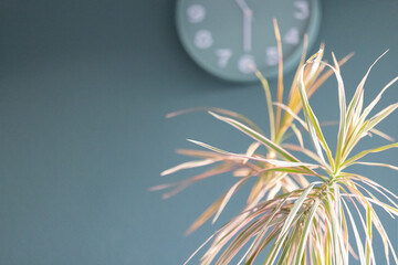 Zimmerpflanze Drachenbaum vor Blau Grauer Wand mit Wanduhr