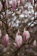 Foto op Canvas Macro vertical picture of magnolia flowers in the garden during the spring season. Blooming flower wallpaper. Copy space with fresh nature beauty.  © Iryna Marienko