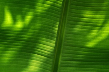 Green banana leaf background with light and shadow