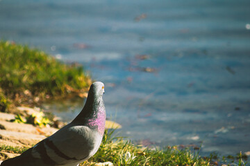 Pigeon looking at the horizon