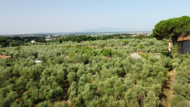 Aerial shot of an olive trees forest revealing a small village of Tuscany in Italy 