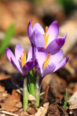 Purple saffron, spring flowers, beautiful sunny day