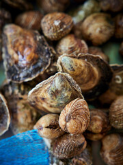 Muschelzucht (Austern)