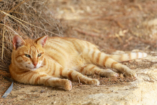 Lonely ginger cat lies in the desert