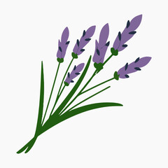 Fototapeta na wymiar Lavender vector illustration, flower, botanical, plant, purple