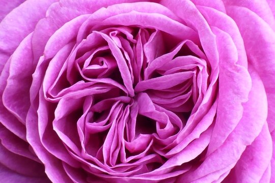 Rose, Flower wallpaper, Beautiful flowers image