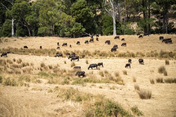Fototapeta na wymiar herd of cows in a dry summer in a field on a farm in a drought