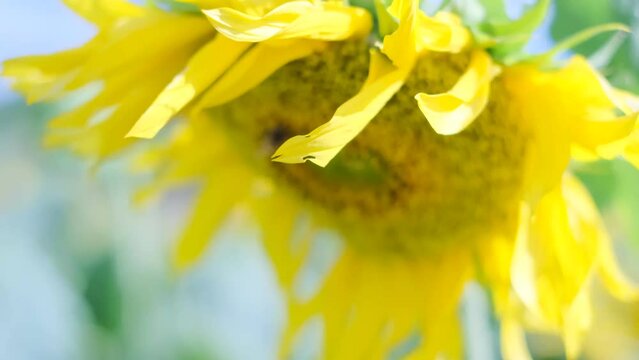 This video showcases a wide field of blooming sunflowers swaying in the wind. Sunflowers are a symbol of happiness and joy, and this video will bring a sense of lightness and cheer to any project.