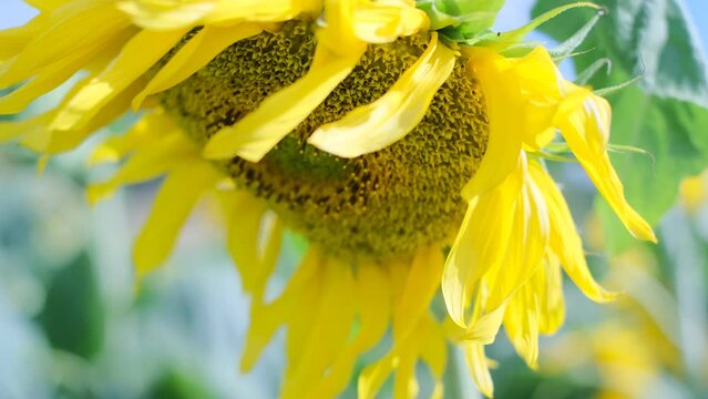 This video showcases a wide field of blooming sunflowers swaying in the wind. Sunflowers are a symbol of happiness and joy, and this video will bring a sense of lightness and cheer to any project.