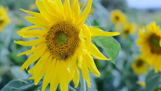 This video showcases a wide field of blooming sunflowers swaying in the wind. Sunflowers are a symbol of happiness and joy, and this video will bring a sense of lightness and cheer to any project.