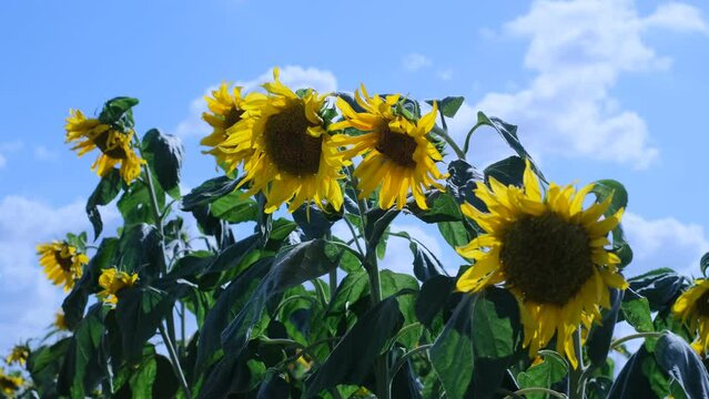 This video showcases a wide field of blooming sunflowers swaying in the wind. Sunflowers are a symbol of happiness and joy, and this video will bring a sense of lightness and cheer to any project.