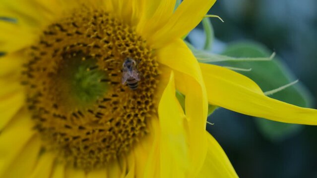 This video showcases a wide field of blooming sunflowers swaying in the wind. Sunflowers are a symbol of happiness and joy, and this video will bring a sense of lightness and cheer to any project.