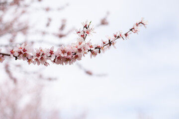 pastel pink blossoms on almond tree branch closeup. Full bloom of almonds in orchard in march. Hanami cherry blossom spring season.