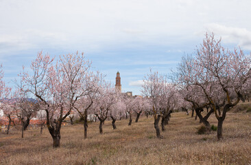 almond trees orhard in full bloom in spring. Pastel pink white blossom  flowers on branches of tree. Hanami festival - watching blooming.