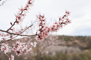 pastel pink blossoms on almond tree branch closeup. Full bloom of almonds in orchard in march. Hanami cherry blossom spring season.