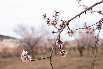 pastel pink blossoms on almond tree branch closeup. Full bloom of almonds in orchard in march....