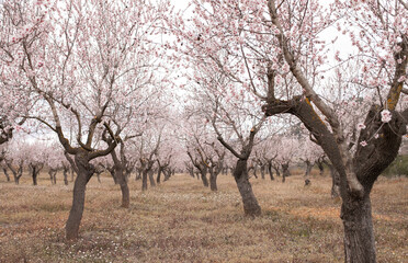 almond trees orhard in full bloom in spring. Pastel pink white blossom  flowers on branches of tree. Hanami festival - watching blooming.