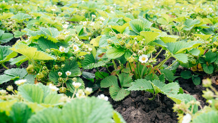 Growing strawberries in the fields. Blooming strawberry bushes. 
