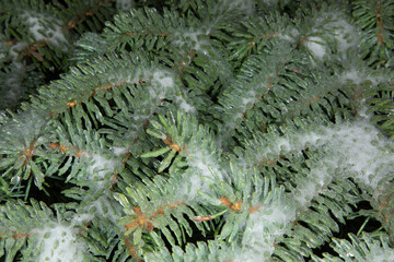 Fir-tree branch covered with snow or ice, evergreen Christmas tree close-up.