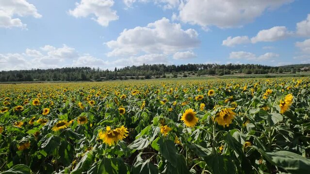 This video showcases a wide field of blooming sunflowers swaying in the wind. Sunflowers are a symbol of happiness and joy, and this video will bring a sense of lightness and cheer to any project.
