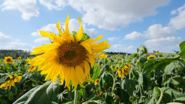 This video showcases a wide field of blooming sunflowers swaying in the wind. Sunflowers are a symbol of happiness and joy, and this video will bring a sense of lightness and cheer to any project.