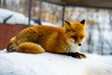 Obraz premium キタキツネ④