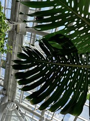 Tropical 트로피칼 botanical garden 식물원