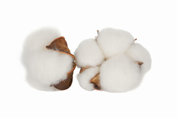Fluffy cotton flowers isolated on white background.