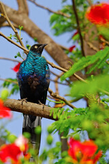 Choucador à longue queue