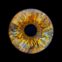 iris augenfotografie sehen optik