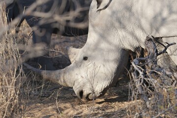 White rhinoceros grazing in the bush. Botswana, savana, reserve preservation for Rhino sanctuary

