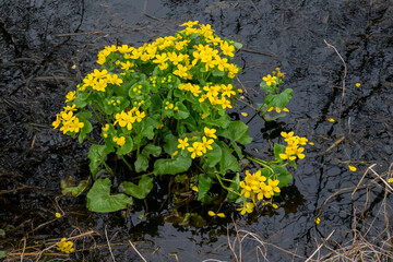 Marsh marigold plant with bright yellow flowers and green leaves in a dark swamp - Caltha palustris