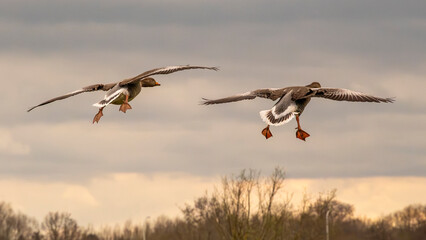 two greylag geese flying up with open wings - anser anser