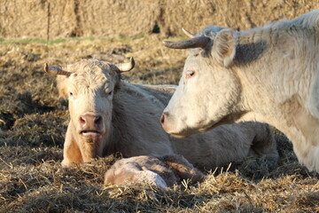 Mutterkühe mit Kalb
