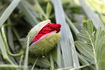 Opening buds of poppy flowers in a sunny meadow. - 758900091