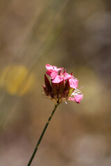 Wild pink flower - Carthusian; Dianthus carthusianorum - 758900215