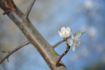 Blüte der Schlehe