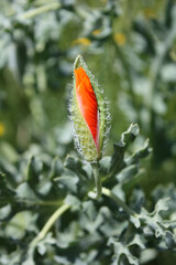 Opening buds of poppy flowers in a sunny meadow. - 758900246