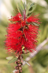 Red Bottlebrush flower, background with copy space - 758900499